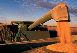 Combustible inagotable: un granjero recoge la cosecha de maíz en Iowa (EE UU). 
