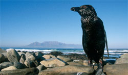 Ave empetrolada: un pingüino cubierto de chapapote en Ciudad del Cabo (Robben Island, Suráfrica). 