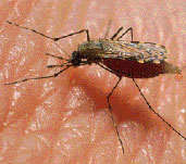 Malaria: todo indica que será la próxima víctima de la guerra contra el terror. 