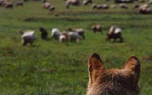 Menú gratis: un lobo europeo observa un rebaño de ovejas.