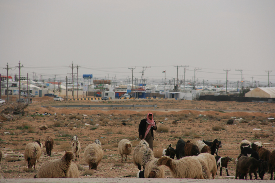 Durante los primeros años del éxodo, el descontento era notable y generalizado entre los sirios. Zaatari es hoy una aglomeración que intenta asemejarse a lo que sus residentes perdieron no hace tanto tiempo, y que poco a poco va cobrando forma de ciudad. No sería el primer campo de refugiados que se transforma en urbe en Jordania. Un pastor jordano conduce su rebaño a las puertas del campo de refugiados de Zaatari. (Jacobo Morillo)