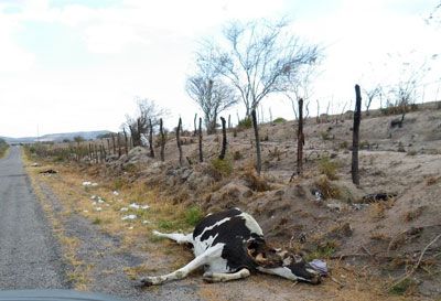 Una vaca muerta a causa de la sequía que afecta a Pesqueira, noreste de Brasil.