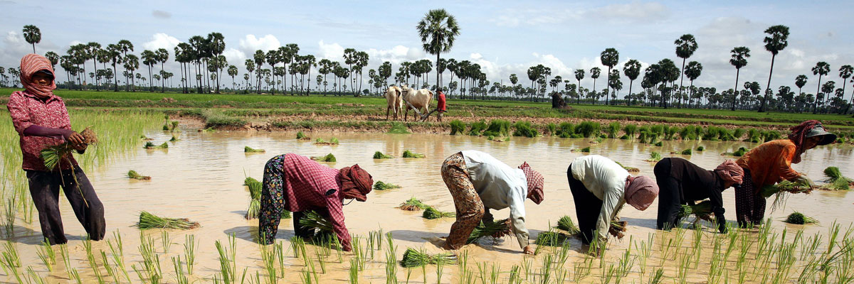  Mujeres camboyanas trabajan en un campo de arroz en la provincia de Kampong Cham, a 60 kilómetros al norte de la capital, Phnom Penh. Tang  Chhin Sothy/AFP/Getty Images 