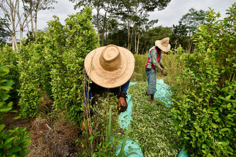 Colombia_cultivo_coca