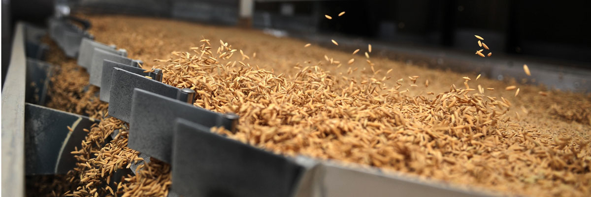 Los granos de arroz son calibrados en una máquina en José Pedro Varela, al este de Montevideo, Uruguay.