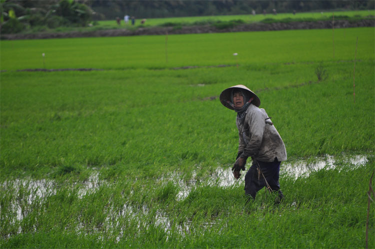 El cuenco de arroz. Además de productos textiles, Vietnam también exporta al mundo una gran cantidad de alimentos, sobre todo arroz. Si hasta finales de los 70 el país se veía obligado a comprar este cereal en el extranjero para alimentar a su población, en la actualidad, es el segundo mayor exportador de arroz del mundo, sólo por detrás de Tailandia. La fértil región del Delta del Mekong (en la imagen), conocida como el cuenco de arroz de Vietnam, produce más de la mitad del arroz del país. Daniel Méndez
