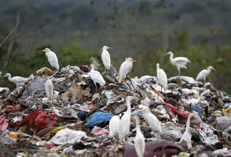 Numerosos animales se alimentan de la basura de este vertedero dominicano.