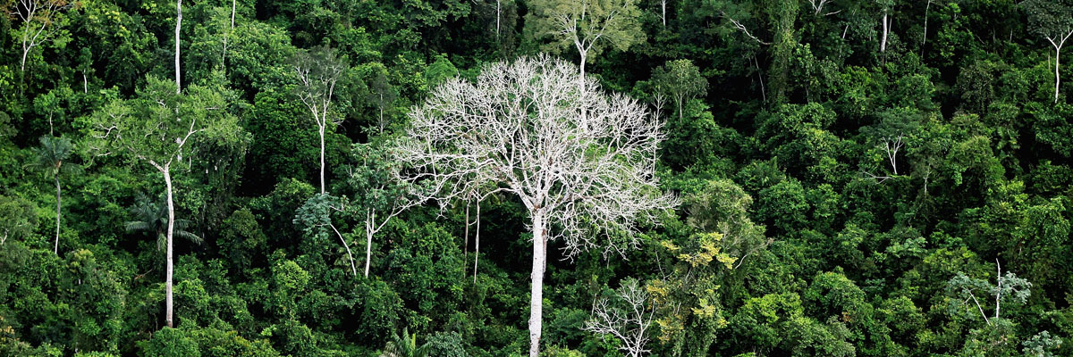 Amazonas, Brasil (Mario Tama/Getty Images).