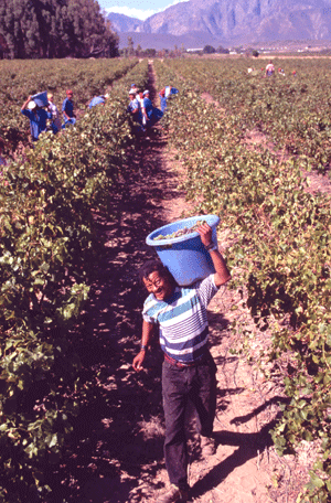 Foto de persona recogiendo uvas de un viñedo