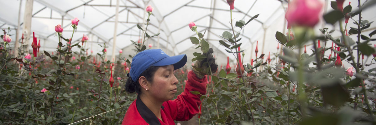 Una trabajadora recolecta flores en un invernadero en Nemocon, departamento de Cundinamarca, Colombia, febrero de 2015. Eitan Abramovich/AFP/Getty Images