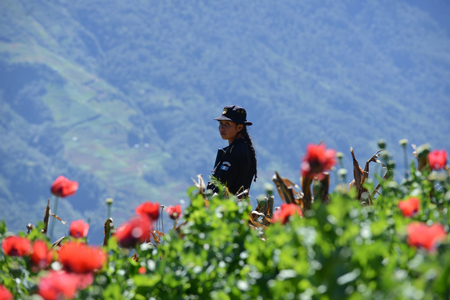 Una policía vigila durante la destrucción de una plantación de amapola en Guatemala. Johan Ordonez/AFP/Getty Images