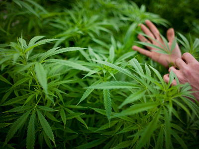 Plantación marihuana. (Uriel Sinai/Getty Images) 