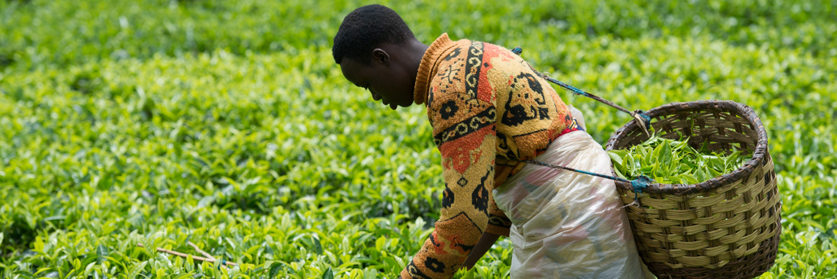 Agricultores en Ruanda. (Phil Moore/AFP/Getty Images)