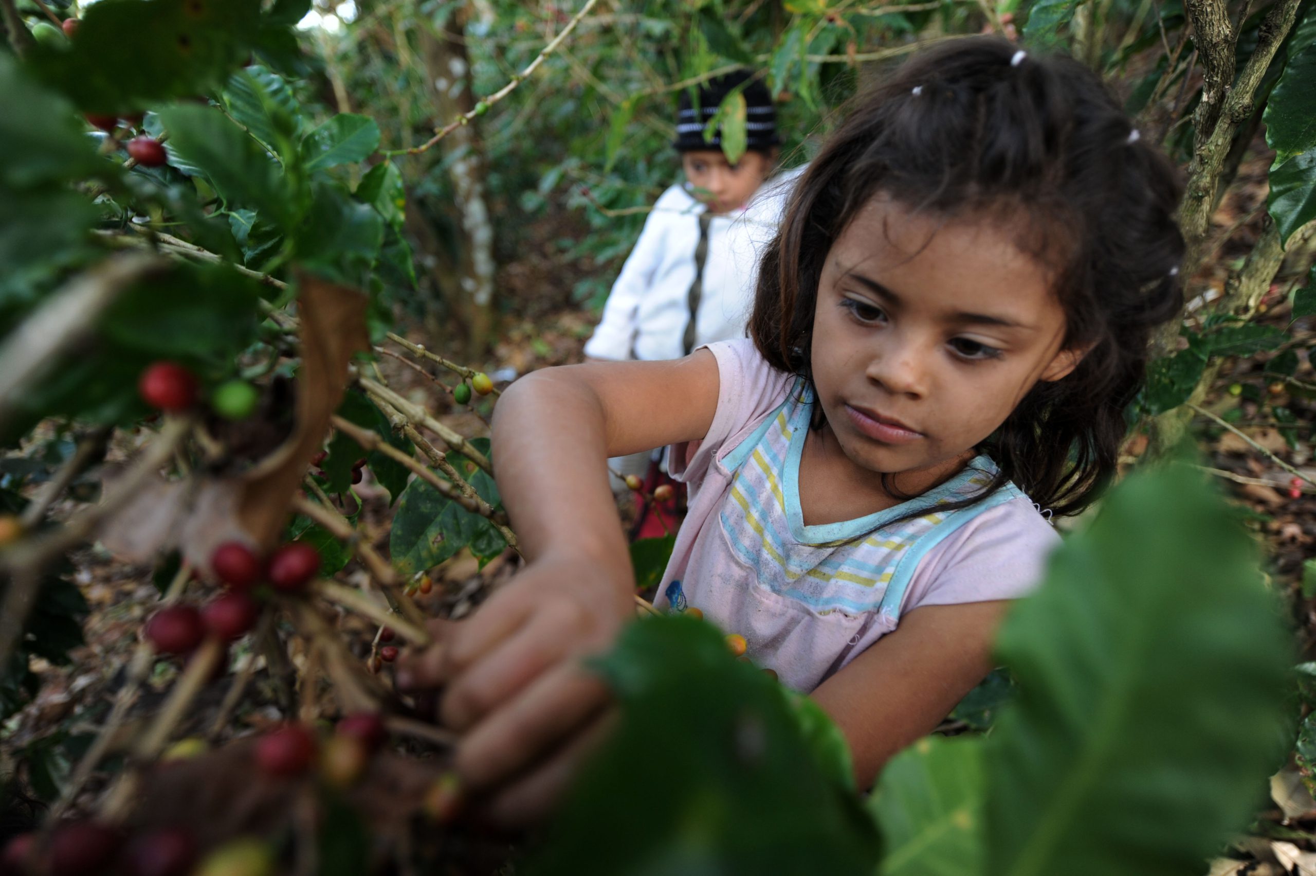 A child harvests coffee beans in the dep