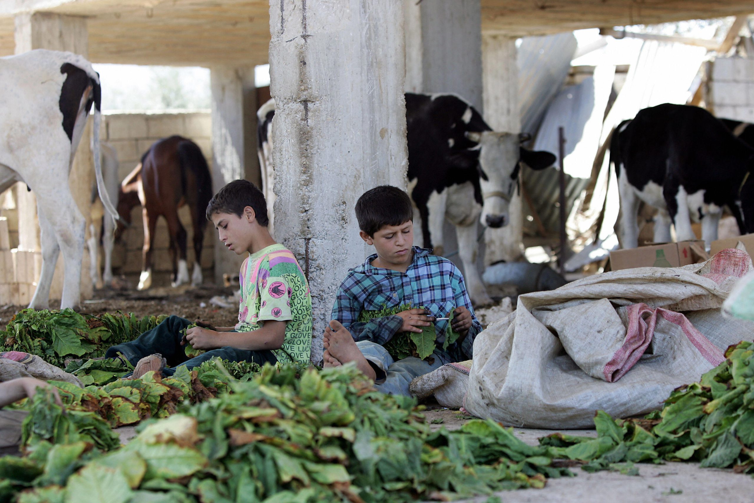 Lebanese boys collect tobacco leaves as